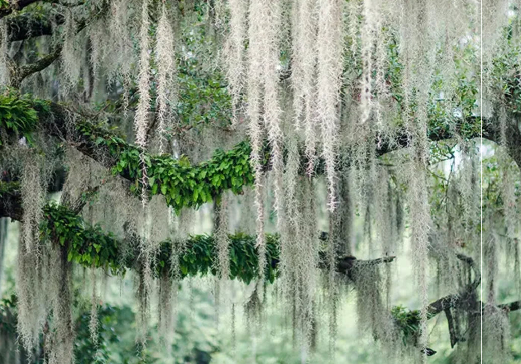 The Power of Herbs in Rootwork: Understanding Their Attributes