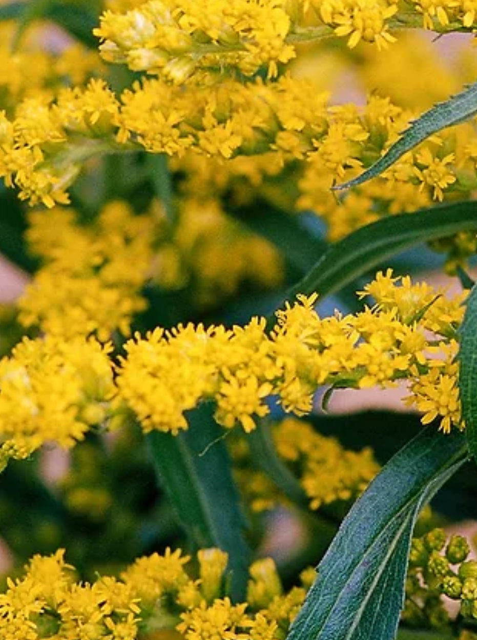 Weeds or Wonders? Embracing Native Plants for Rootwork