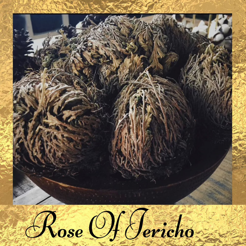Rose Of Jericho