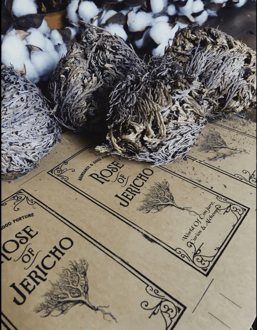 Rose of Jericho